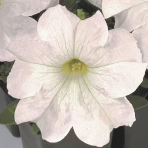 Петунія Eagl White8